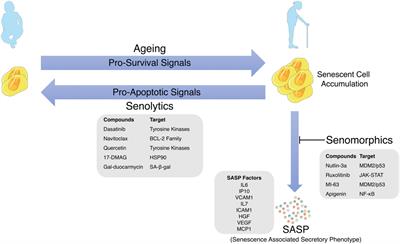 Senolytics: A Translational Bridge Between Cellular Senescence and Organismal Aging